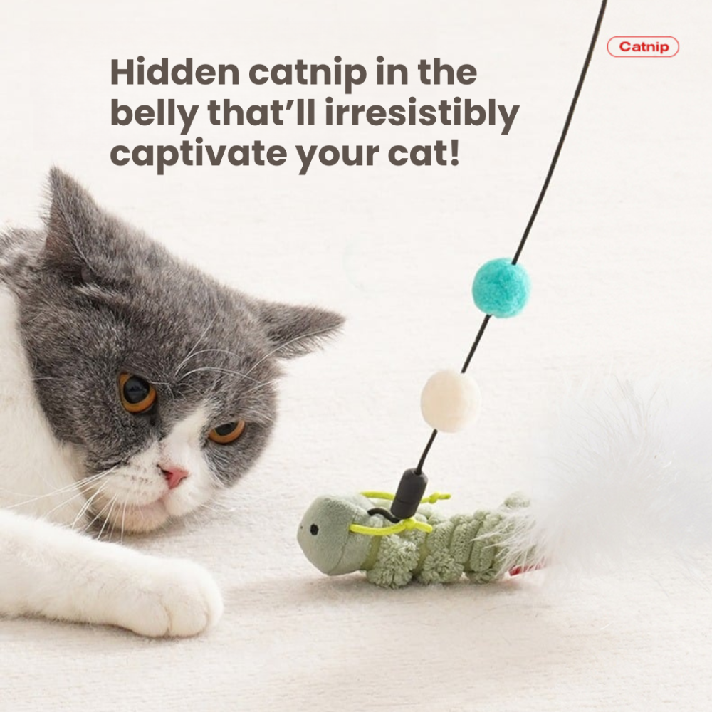 Meow Teaser ChonkyFin